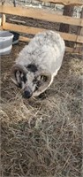 Ram-Shetland Sheep-"Dodger"3 years, proven