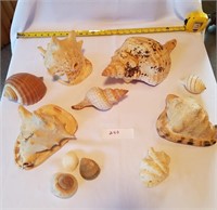 11 Pieces Cone/Conch Seashells