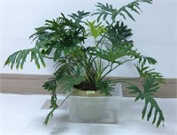 Live - Split Leaf Philodendron in Planter