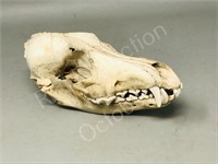 Animal skull - approx 8 " long