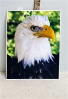 Picture of a Eagle