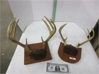 Two sets of deer antler mounts