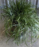 Large Potted Plant