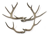2 sets of deer antlers- 10 point & 4 point buck