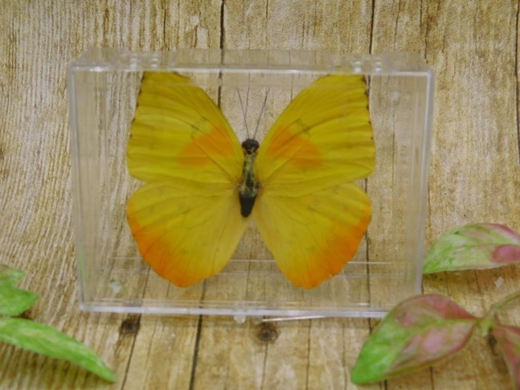 BUTTERFLY TAXIDERMY IN CASE ROCK STONE LAPIDARY SP