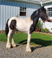 JK's Miss Sue - 2023 Gypsy Vanner Mare