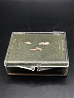 Unopened Vintage Fossils Minibox Fusilinids
