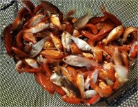 30 Large comet *pond starter fish*-1 price for all