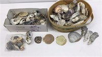 Basket and box of sea shells.