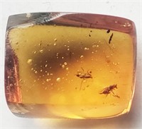 145-66 Million Year old insects trapped in amber