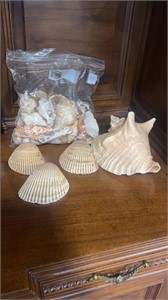 Assortment of Seashells