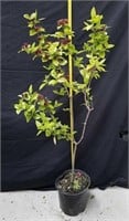 50-in Carolina allspice sweet shrub
