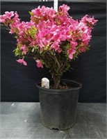26-in micrantha pink Azalea