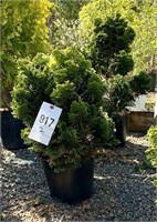 (2) Hinoki Cypress Snowkist - 2 gallon