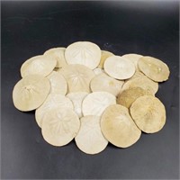 Large Lot of Sand Dollars