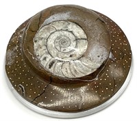 Prehistoric Nautilus Goniatite Ammonoid Fossil