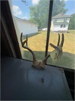 Whitetail deer antlers