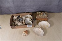 Large lot vintage Seashells, signed, 1913 jewelry