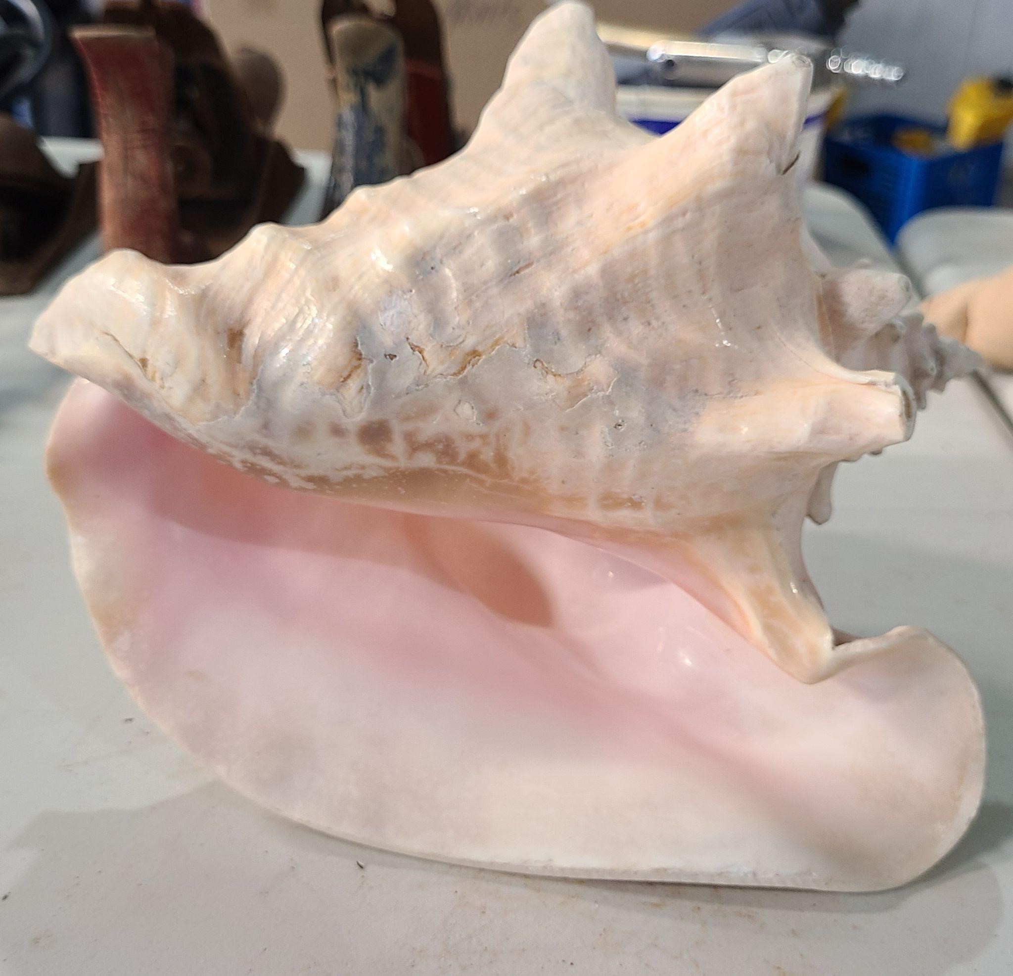 Polished Conch Shell