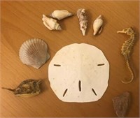 Selection Sea Shells