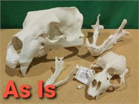 Bones Clones, Polar Bear Male BC-063, Harbor Seal