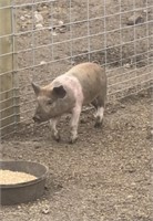 Female-Landrace Pig-Born Feb 24/24 approx 35LBS
