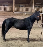 Shelby - Smooth Mouth - 15hh - Mare