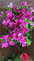 FLAT OF PETUNIAS- DREAMS PINK