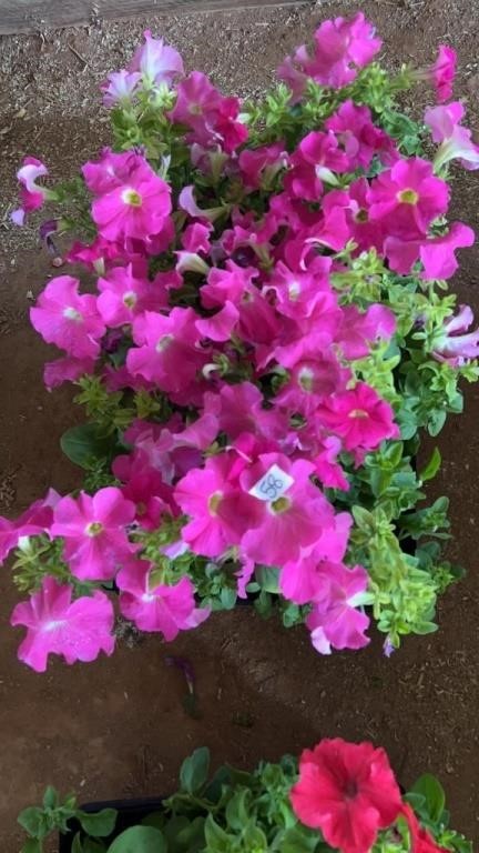 PLANTS ONLY ONLINE AUCTION- 6/10-12/2024
