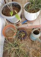 703 - MIXED LOT OF PLANTS & POTS