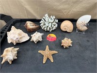 Sea Shells