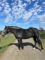 (NSW) RIVOLI ROCKSTAR - PERCHERON GELDING