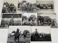 COLLECTION OF CIRCUS PHOTOGRAPHS - ELEPHANTS