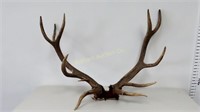 Unique Antlers 5x6