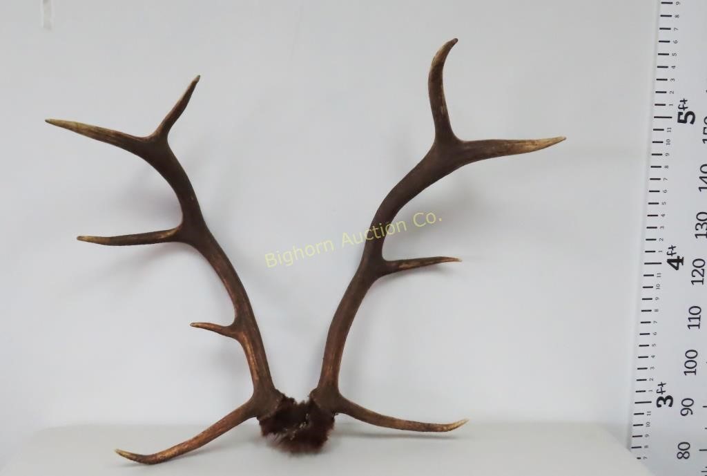 Elk Antlers 4x5