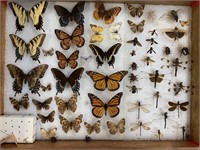 Taxidermy Butterfly Specimen Collection.