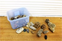 Large lot of fossils