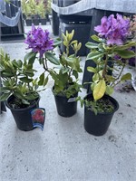 3 Lots of 1 ea 1 Gal Neon Zembia Rhododendron