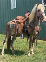 Peanut; Chocolate Dapple Gelding Pony