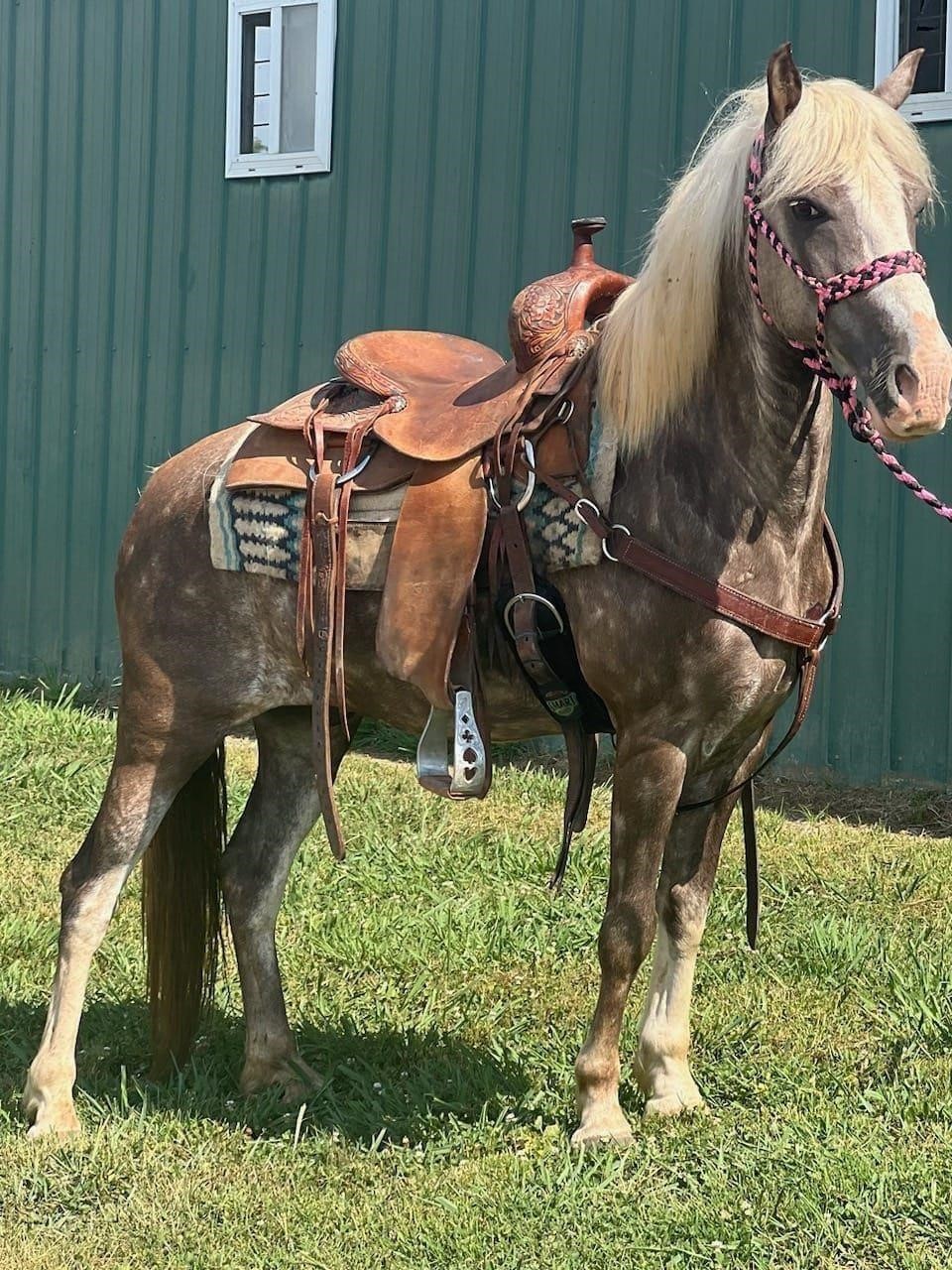 American Made Livestock Market RIDING HORSE SPECIAL