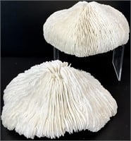 2pc Sea Mushroom Coral