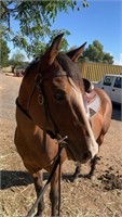 (VIC) POLLY - QH MARE
