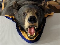 Black bear rug w/ rare silver phase fur -