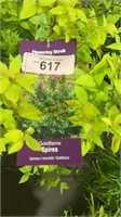 3 gallon Goldflame Spirea