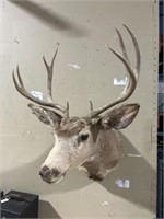 10 point whitetail deer shoulder mount