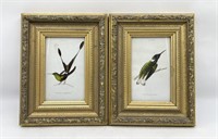 Hand Colored Hummingbird Prints
