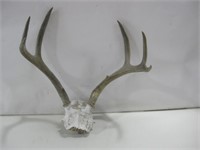 16" Deer Antler Skull Cap