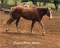 Jack-12yr-15.2_Gelding