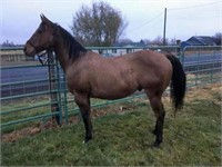 Buster - 7yr - 14.3hh - Gelding