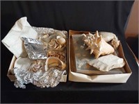 Box of Misc Seashells